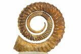 Early Devonian Ammonoid (Anetoceras) - Tazarine, Morocco #320854-2